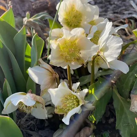 Grosse Im Engadinerhaus * Sent