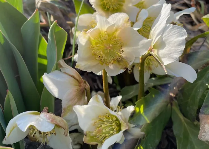 Grosse Im Engadinerhaus * Sent GR